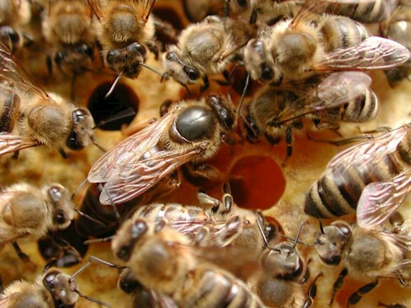 Almenland-Imkerei Kreiner