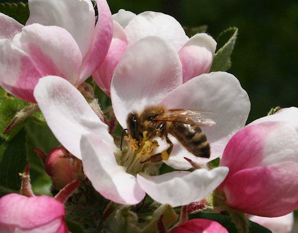 Bienenzuchtverein Passail