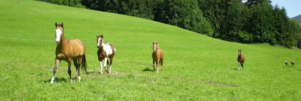 Reitcenter Windisch